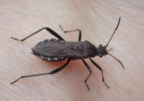 Réf. 223 033 : Alydus calcaratus